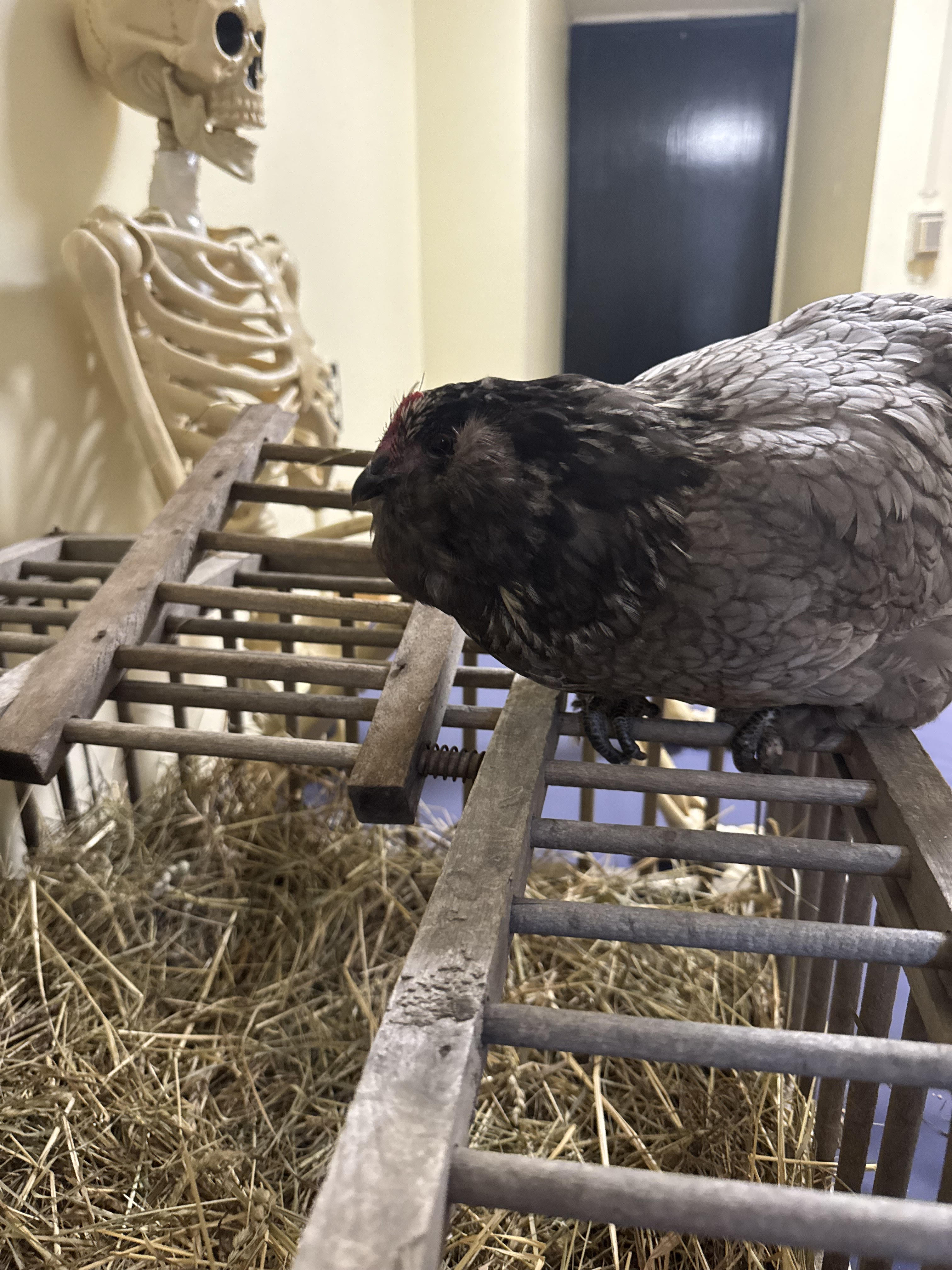 Whimsical chicken pet